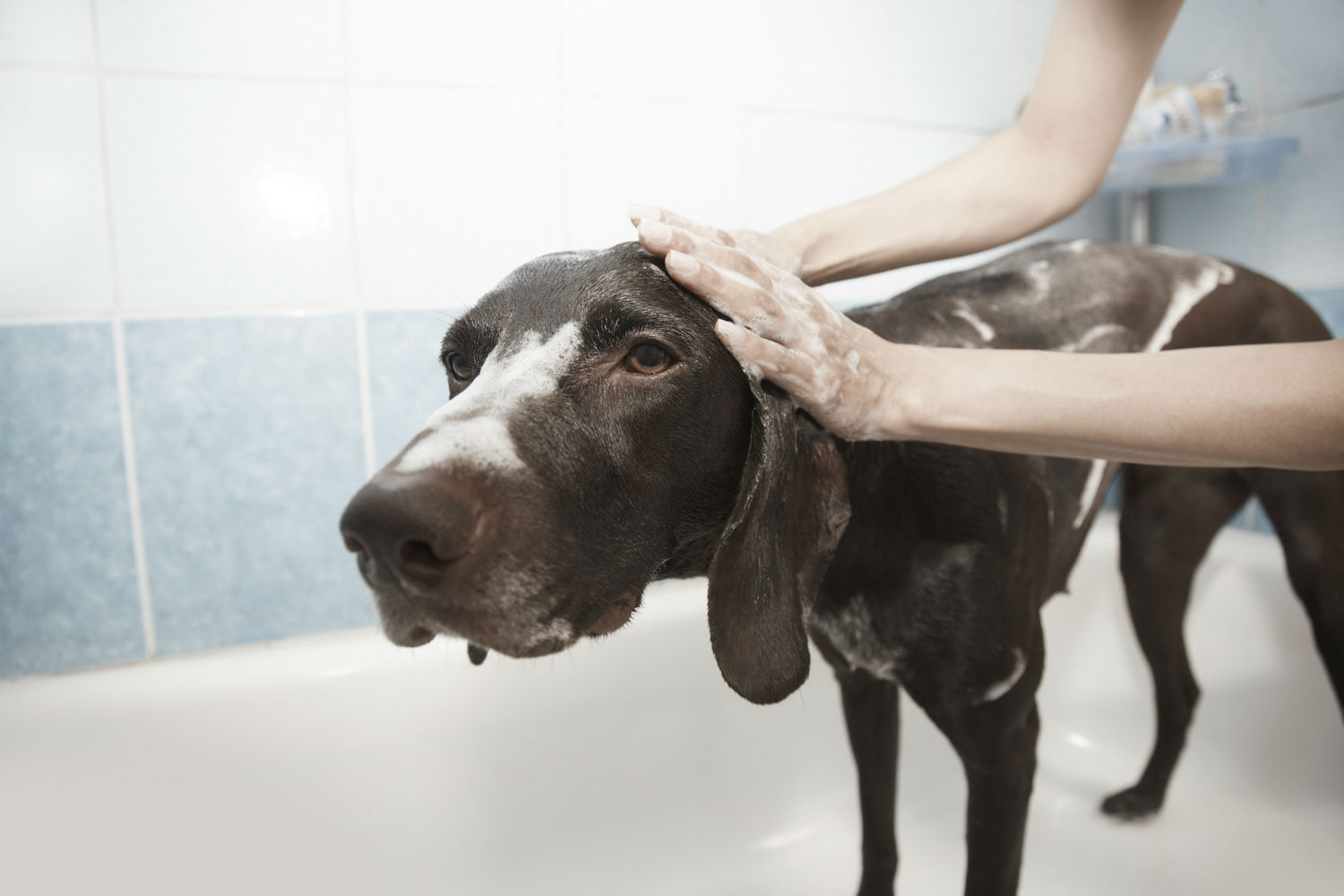Dog being groomed- Personal safety for mobile groomers