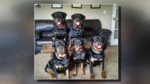 Pack of rottweilers which attacked Plainfield healthcare worker