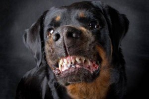 rottweiler-dog-attacks